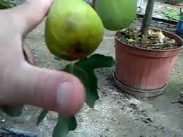 Resultado de imagem para patlican incir