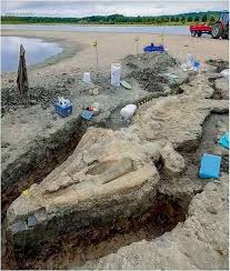 🦕 Monster of the Ancient Seas Found in England! 🌊 Buried beneath the Rutland countryside, scientists have unearthed a colossal Ichthyosaur, one of the largest marine reptiles ever discovered in the U.K.—a