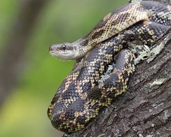 Image of Texas Rat Snake