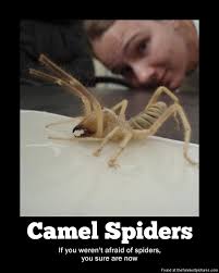 I&#39;m afraid of camels and spiders, and now camel spiders ... via Relatably.com