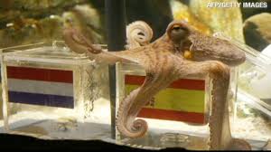 Image result for german octopus predicts football final