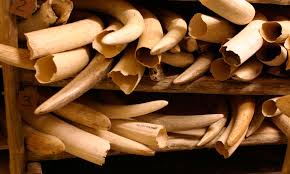 Image result for asian elephant vs african elephant
