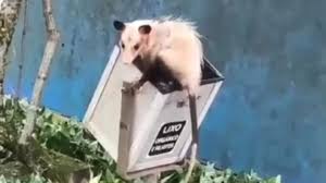 Gambá Raro Surpreende! E Bebidas da Oktoberfest Aprovadas! 😱