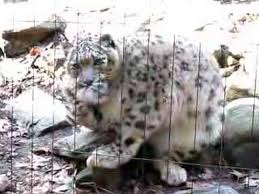 Résultat de recherche d'images pour "snow leopard biting tail"