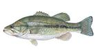 Freshwater bass