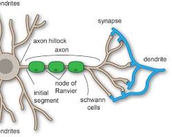 Image of neuron dendrites