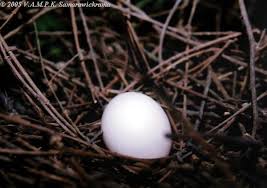 Image result for The Ceylon Wood Pigeon