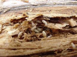 Image result for pest control termite treatment