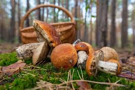 Кубанские новости - News update