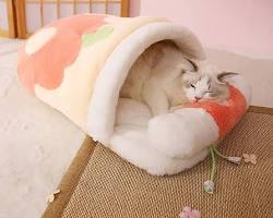 cat sleeping in a cozy bedの画像