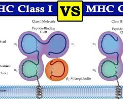 MHC I vs MHC II Structure