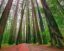 Image of California Redwoods