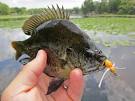 Fly Fishing for Panfish -