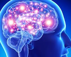 Resultado de imagem para cerebro