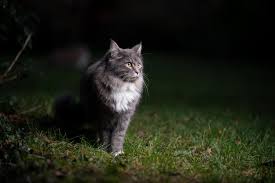 How To Get Your Cat To Come Home At Night