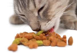 Image result for memberi makan kucing