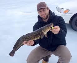 Image result for burbot fish
