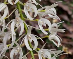 Image of Dendrobium speciosum orchid