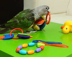 parrot playing with a toyの画像