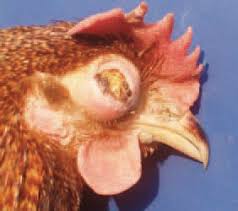 Image result for picture of fowl tuberculosis