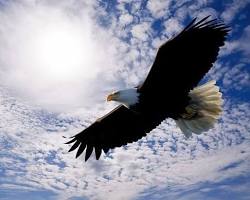 Image of eagle soaring high in the sky