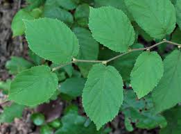 Image result for alder leaves