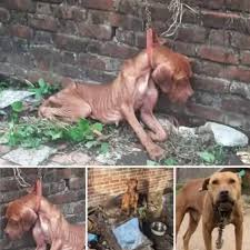 Rescue story of a lonely, abandoned dog