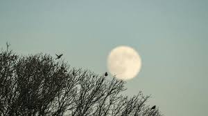 Qual a fase da Lua hoje? 26/08/2026