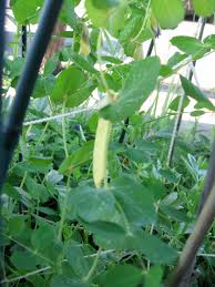 pea bean ile ilgili görsel sonucu