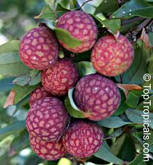Image result for lychee trees