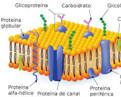Imagen de Membrana plasmática