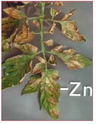 Image result for zinc burn in plants