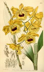 Image result for Duosperma fimbriatum