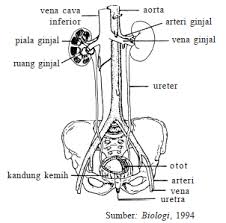 Hasil gambar untuk mekanisme pengeluaran urin dari kandung kemih