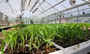 GREENHOUSE VEGETABLES ile ilgili görsel sonucu