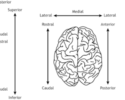 Image of Caudal anatomy