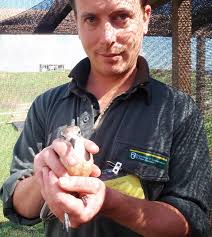 Callum Lilley holding a dotterel. Photo: Emily King. Feeding time for New Zealand dotterel/tūturiwhatu. Some things I do in my job include… marine reserve ... - callum-lilley-dotterels