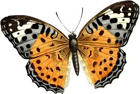 Image result for butterfly