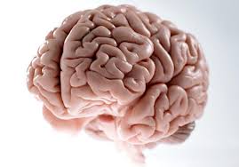 Resultado de imagen para el cerebro