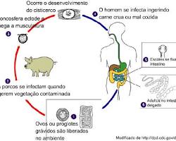 Imagem de Ciclo de vida da Taenia solium