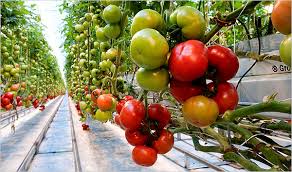GREENHOUSE VEGETABLES ile ilgili görsel sonucu