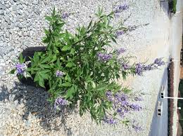 Tetradium daniellii var. hupehensis에 대한 이미지 검색결과