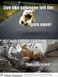 Dog philosophy | Funny Pictures, Quotes, Pics, Photos, Images ... via Relatably.com