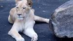 Limpopo police white lion, pangolin