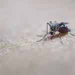  What Is Yellow Fever? Symptoms, Vaccines for Mosquito-Borne Disease