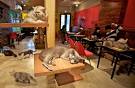 Images correspondant le cafe des chats