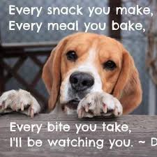 Funny Beagle Quotes. QuotesGram via Relatably.com