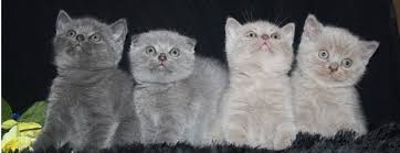 British Shorthair ile ilgili görsel sonucu
