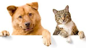 Картинки по запросу корзина покупателя зоотоваров