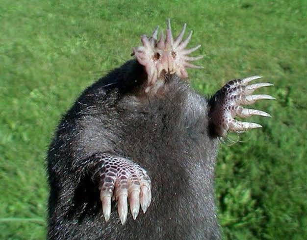 Star-Nosed Mole (Condylura cristata) » Wild South